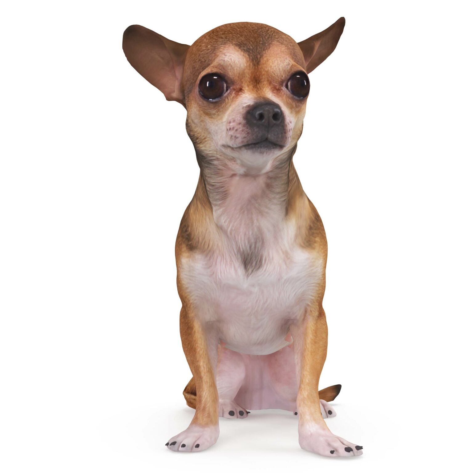 Chihuahua Sitting 3D Model - by Renderbot LLC