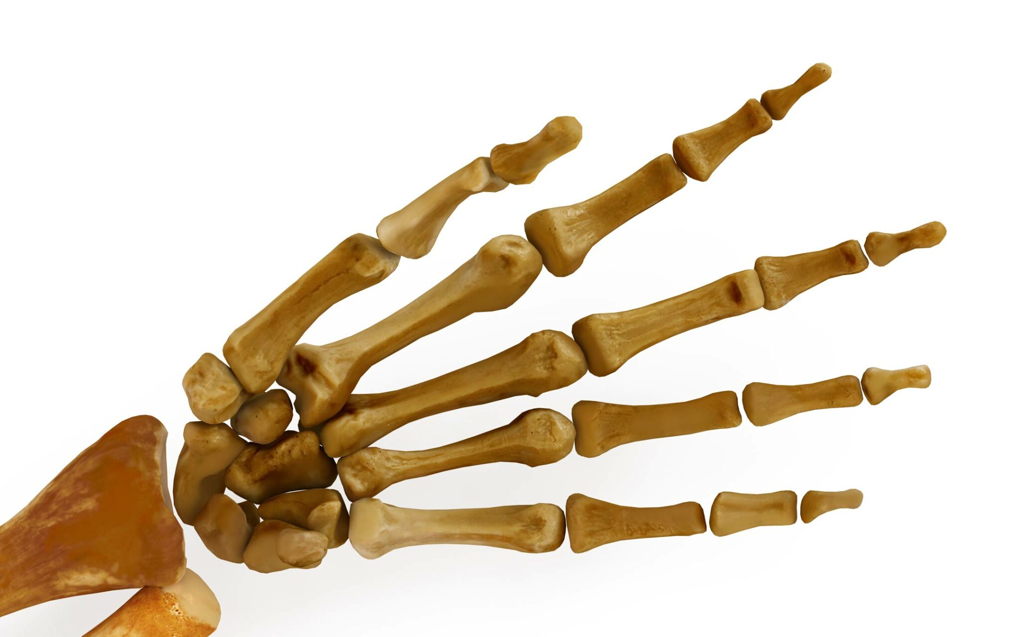 Human arm bones 3D Model by Renderbot LLC