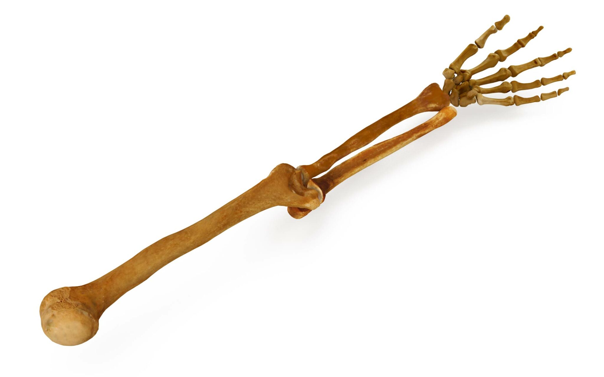 Human arm bones 3D Model by Renderbot LLC