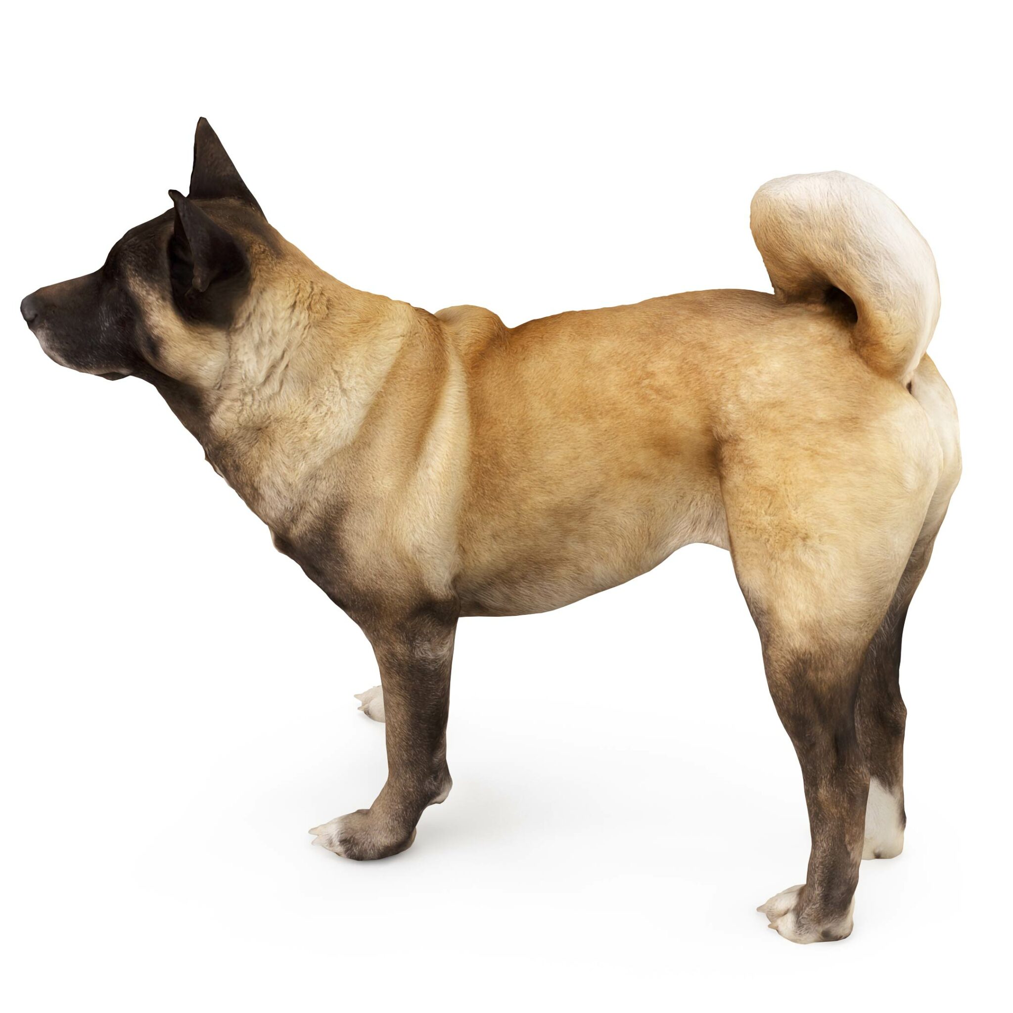 Unbelievable! Akita Size Compared To A Human   Photos Inside - on6hgjw