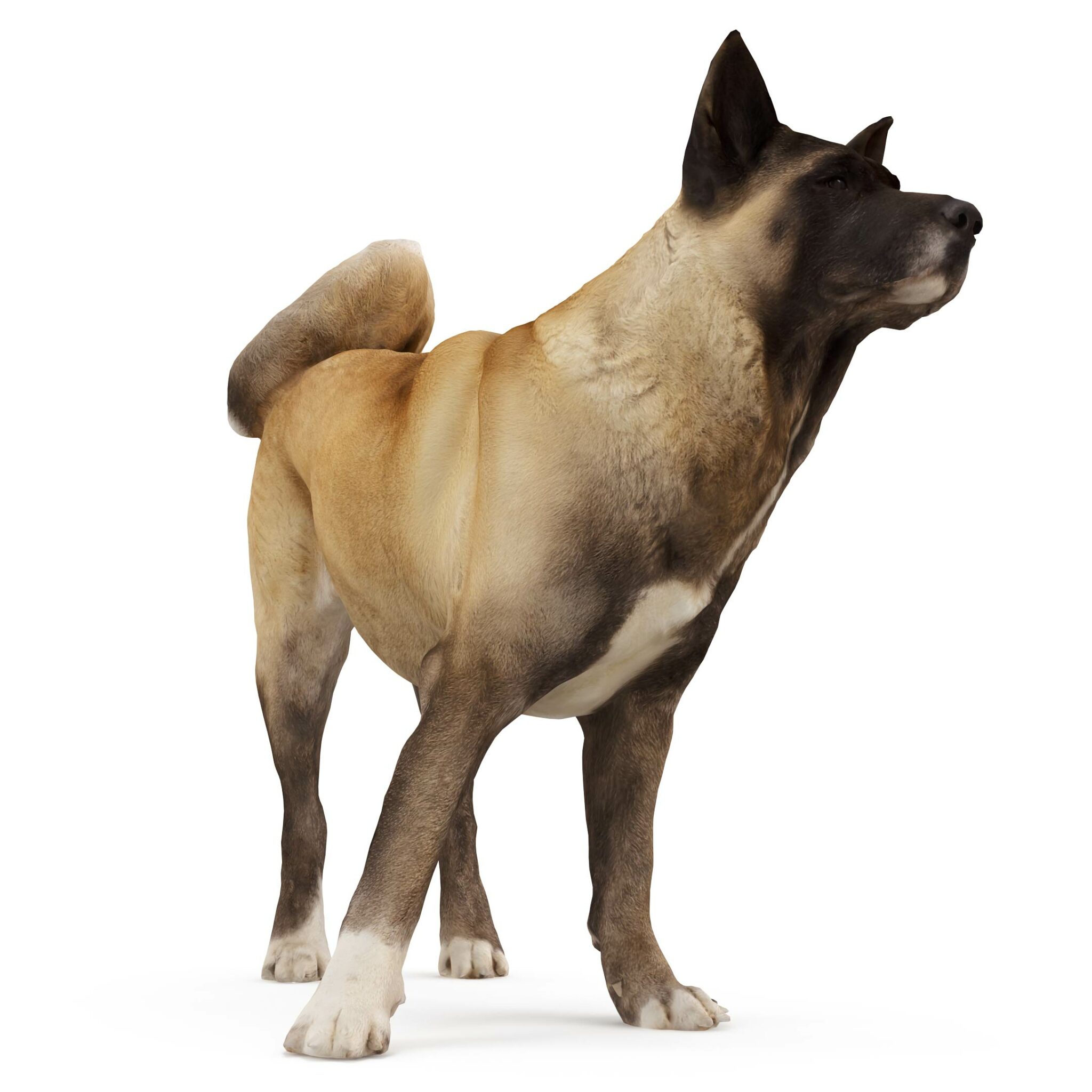 Unbelievable! Akita Size Compared To A Human   Photos Inside - e09shpv