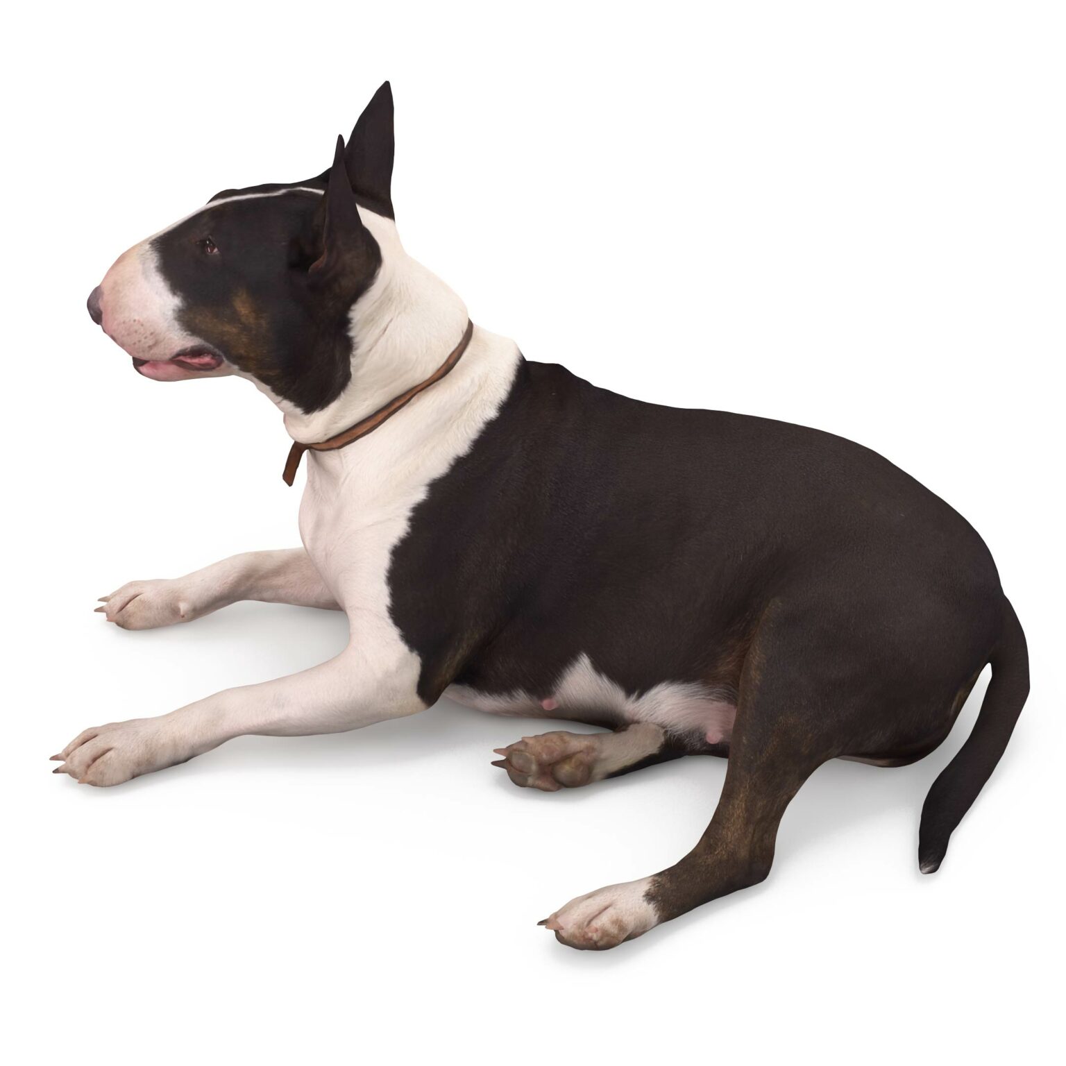 Bull terrier lying 3d dog scanned 3D Model by Renderbot LLC