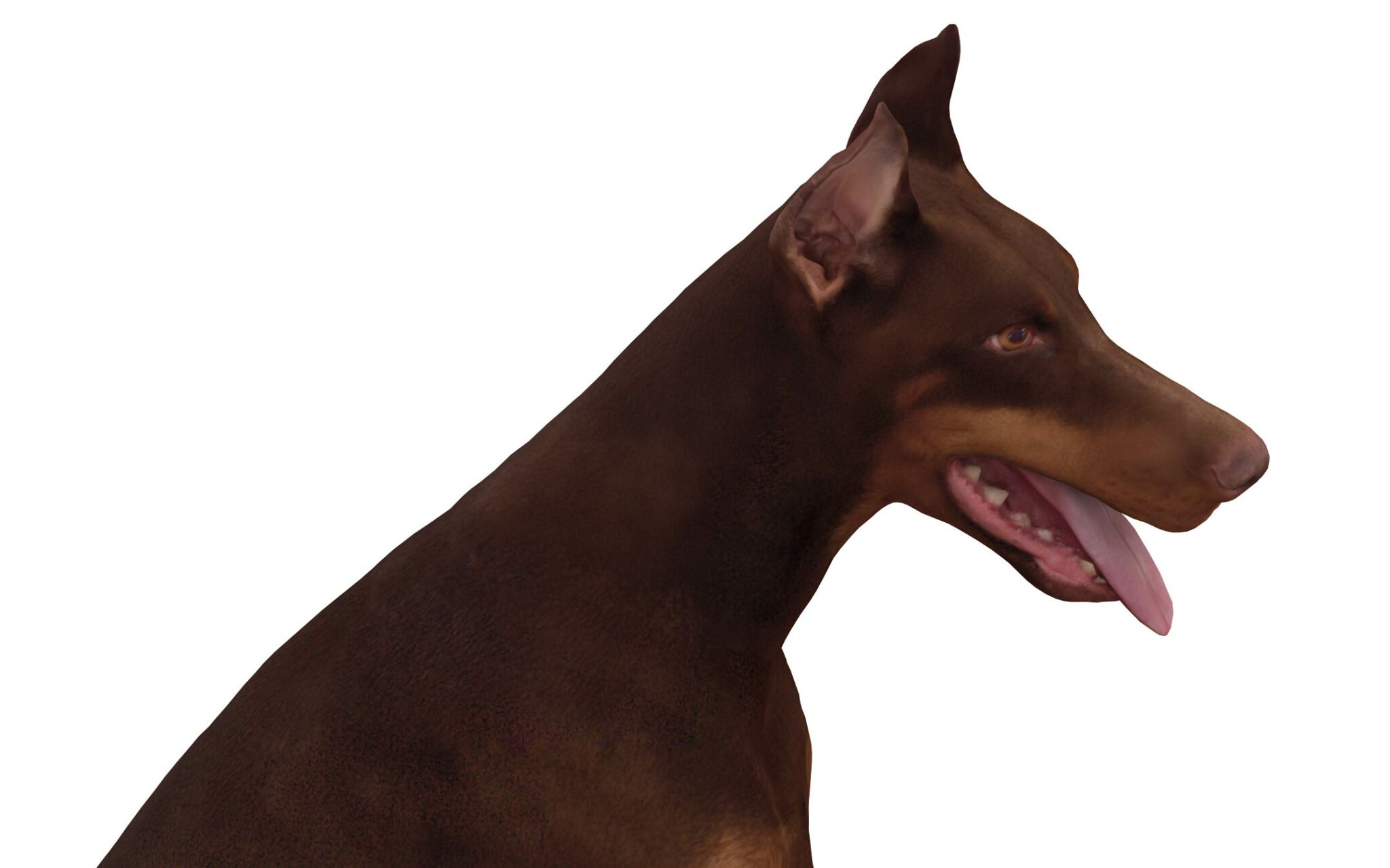 Doberman 3d dog scanned 3d model - Renderbot LLC
