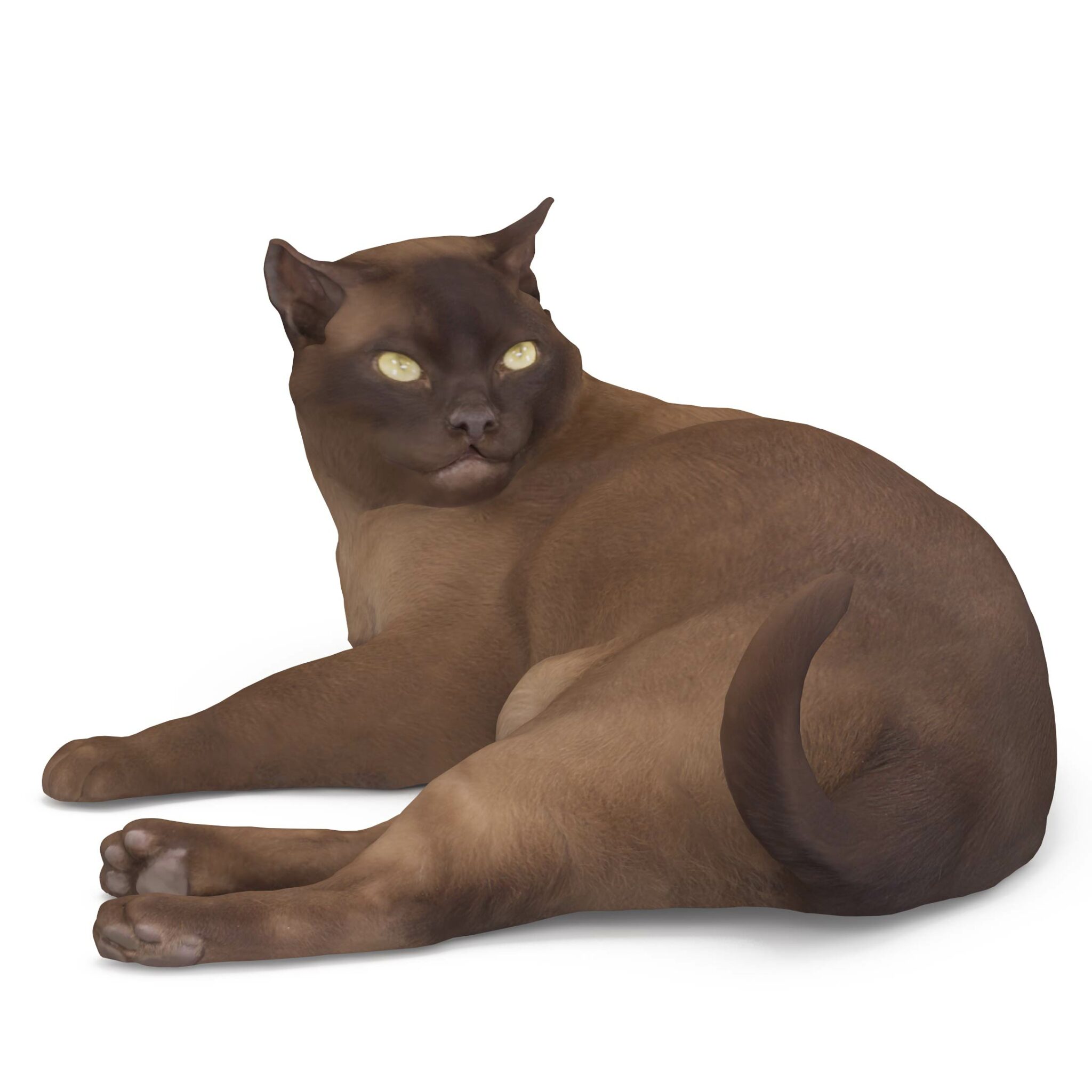 Cat 3D Models - Renderbot 3D Animals