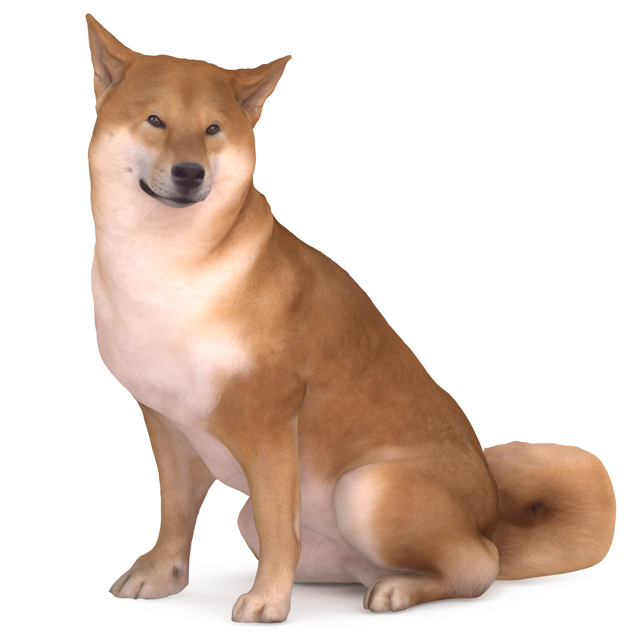 shiba-3d-dog-sitting-pose-scanned-3d-model-renderbot